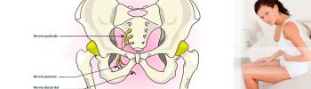 nervio pudendo, embarazo y parto