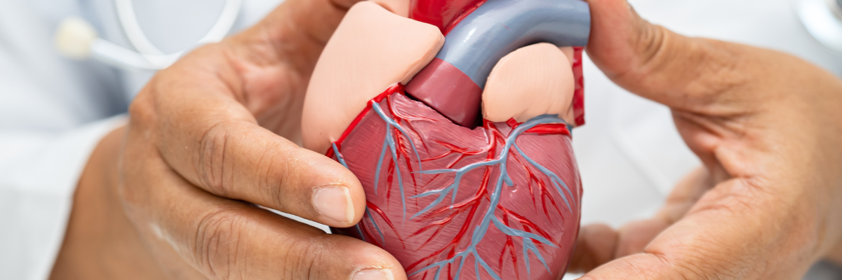 Fisioterapia Cardiovascular: Terapias para Mejorar la Función Cardíaca y Circulatoria