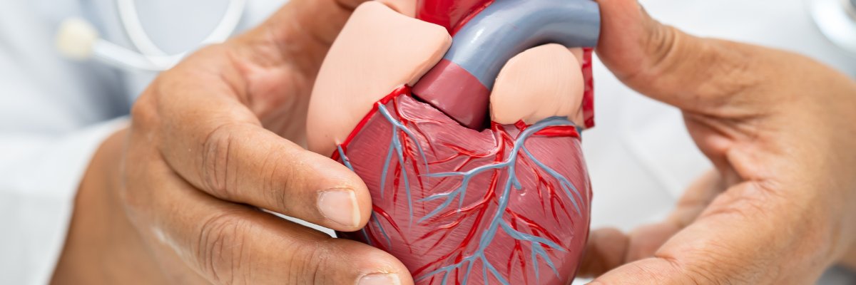Fisioterapia Cardiovascular: Terapias para Mejorar la Función Cardíaca y Circulatoria