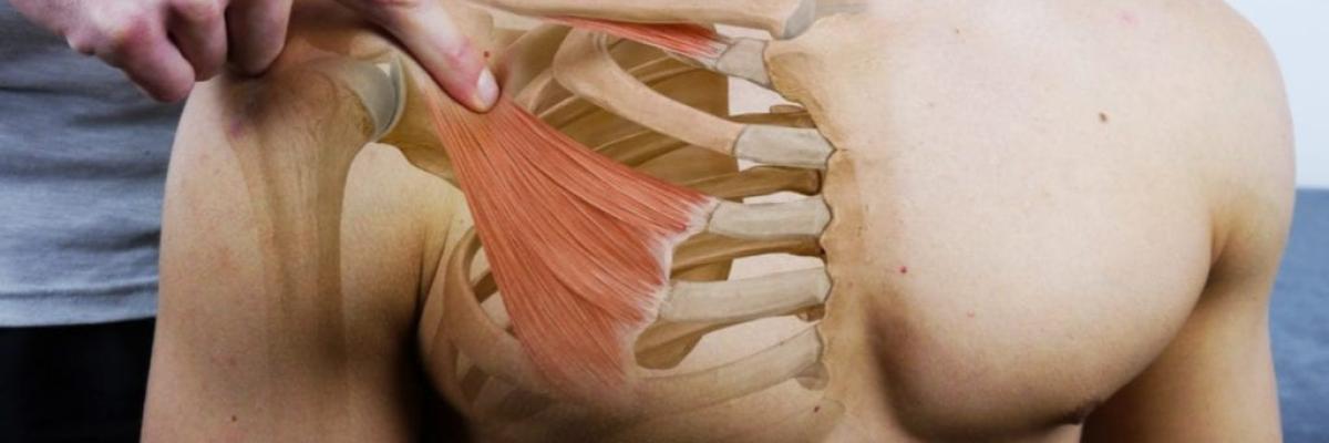 Fisioterapia para el síndrome de la salida torácica: estiramientos y fortalecimiento