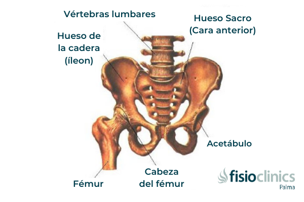 Anatomía de la cadera Anatomía de la cadera